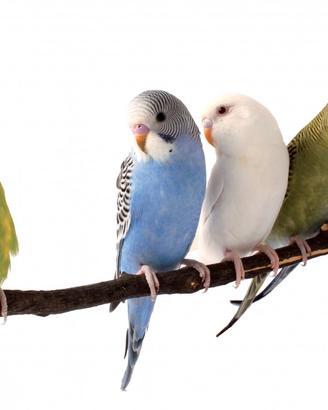 Cocorite giovani colori assortiti