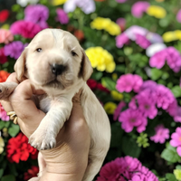 Cocker inglese