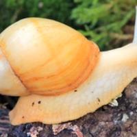 Lumache africane giganti