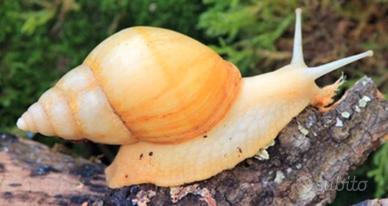 Lumache africane giganti
