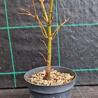 Pre Bonsai di Acero Palmato Verde Giapponese Z 88