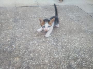 Gattini di un mese e mezzo