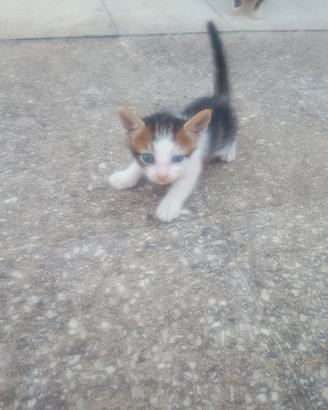 Gattini di un mese e mezzo