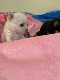 Chihuahua