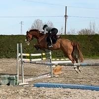 Cavallo da salto ostacoli