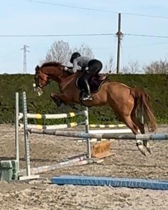 Cavallo da salto ostacoli