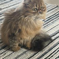 Gatta persiano con pedigree per accoppiamento