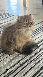 Gatta persiano con pedigree per accoppiamento