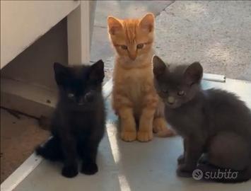 Gattini in adozione