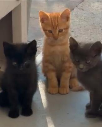 Gattini in adozione