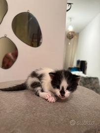 Gattino incrocio europeo