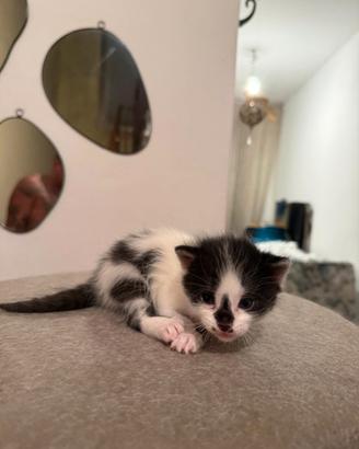 Gattino incrocio europeo