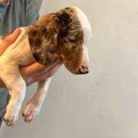 Bassotta femmina taglia piccola occhi azzurri