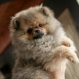 Pomerania 4 mesi