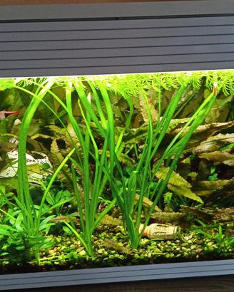 piante miste per acquario 