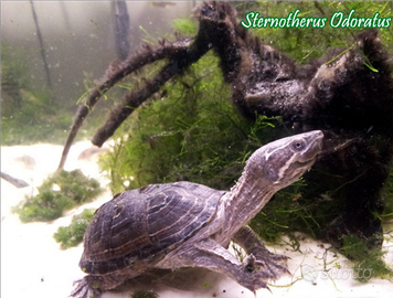 Tartaruga d'acqua Sternotherus Odoratus
