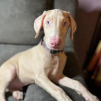 Dobermann Bianco Cucciolo Maschio
