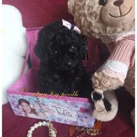 Cucciola di barbone taglia miny