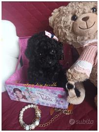 Cucciola di barbone taglia miny