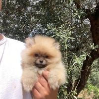 Cuccioli di Spitz nano Pomerania