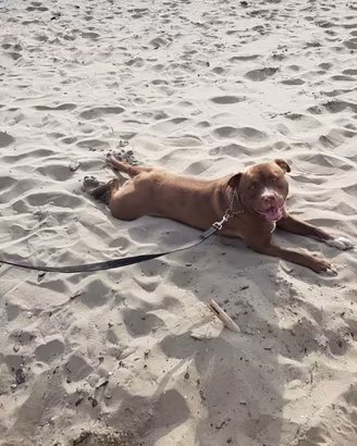 Pitbull Red nose disponibile per accoppiamento