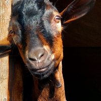Capra maschio