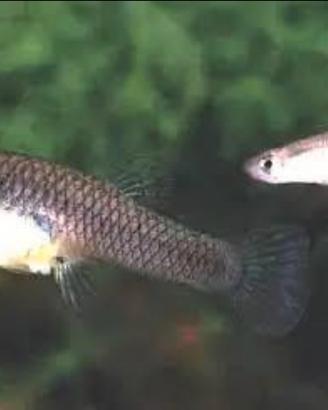 Gambusie rimedio naturale