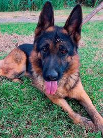 Disponibile per monte