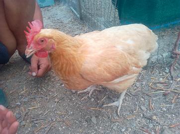 Gallina ovaiola ibrida