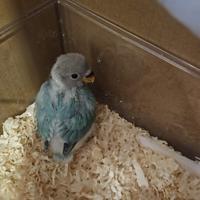 Inseparabile da imbecco