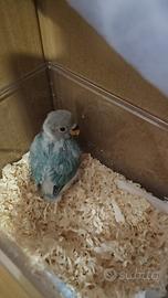 Inseparabile da imbecco