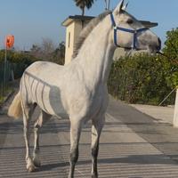 Cavalla andalusa