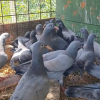 Piccioni giovani , anche addestrati,