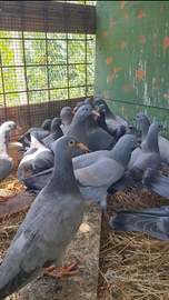 Piccioni giovani , anche addestrati,