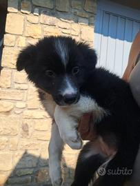 Border collie