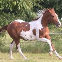 Cavallo PAINT