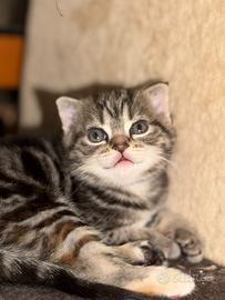 Cuccioli Scottish Fold