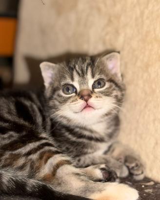 Cuccioli Scottish Fold