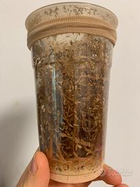 Colonie Drosophila melanogaster 3,50€