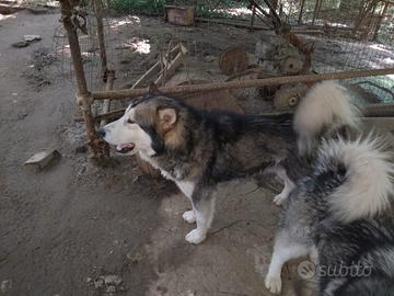 Giovane alaskan malamute