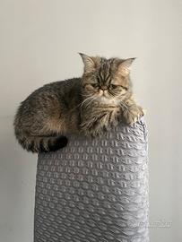 Gatto persiano
