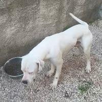 Cuccioloni di American Staffordshire Terrier