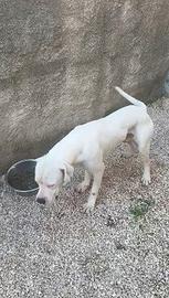 Cuccioloni di American Staffordshire Terrier