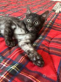 Ultimi.cuccioli pura razza bengala