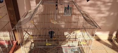 Canarini maschi gialli