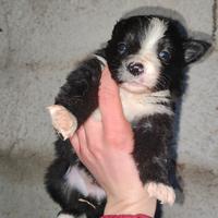 Cuccioli di border collie