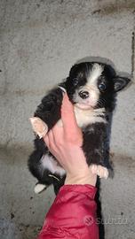 Cuccioli di border collie