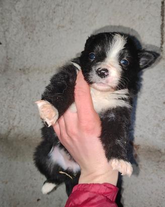 Cuccioli di border collie