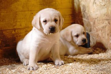 Labrador Retriever cuccioli maschi miele