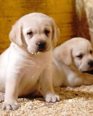 Labrador Retriever cuccioli maschi miele